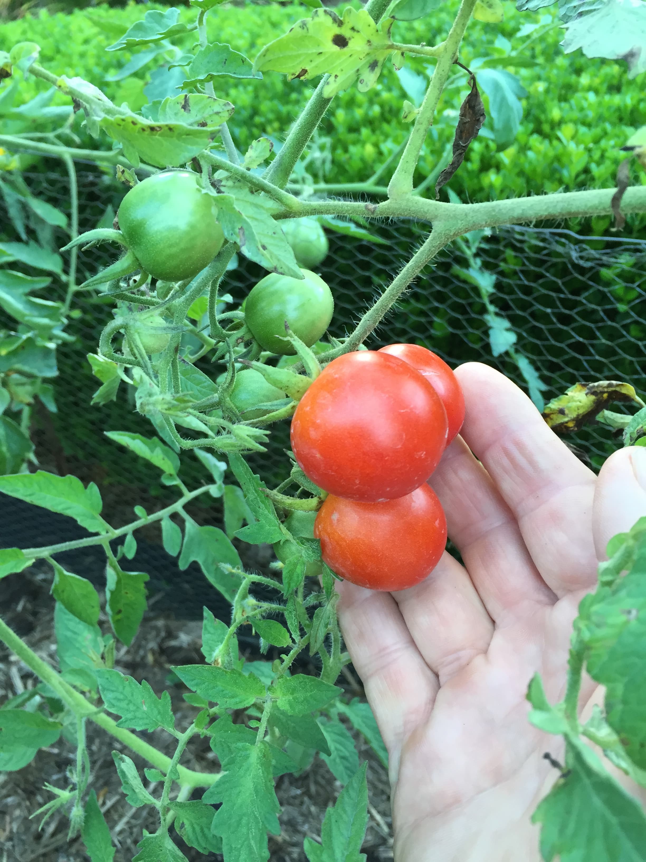 Tim's Fruit Fly Resistant Tomato — image 2