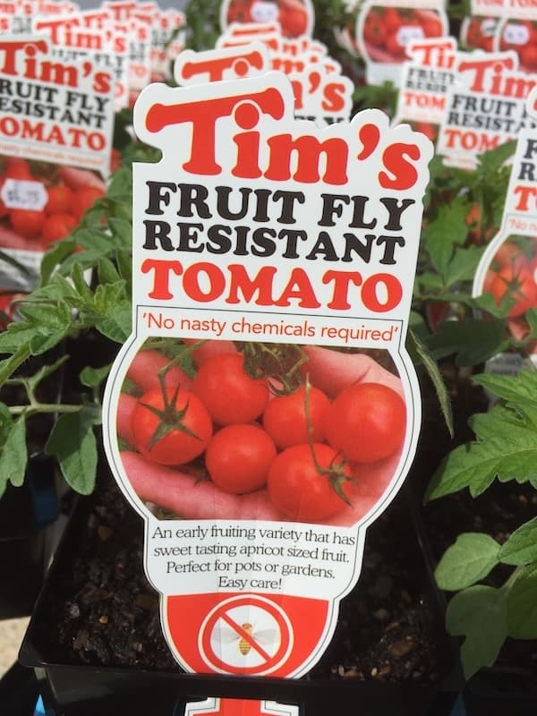 Tim's Fruit Fly Resistant Tomato