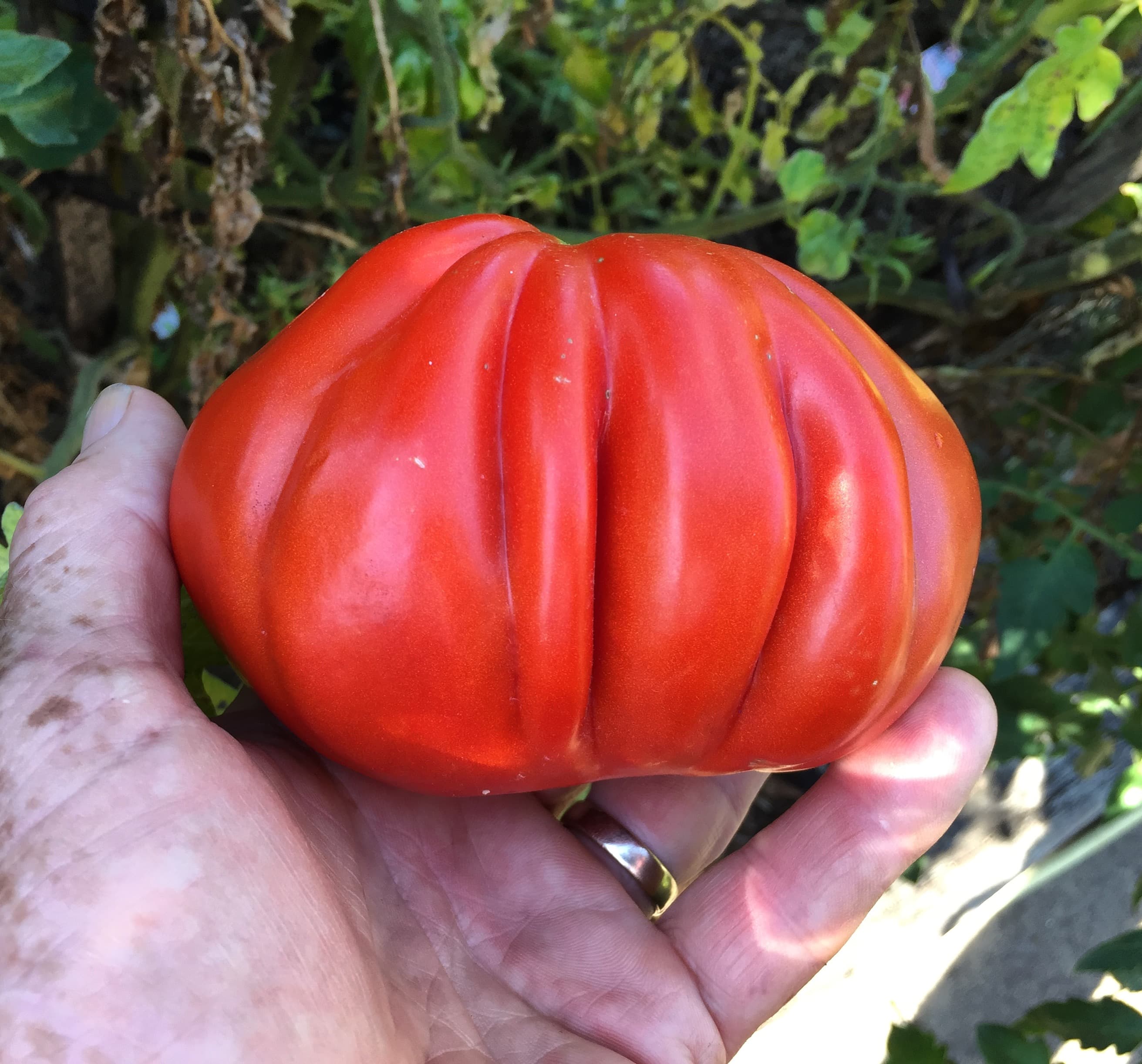 Tim's Italian Tomato — image 1