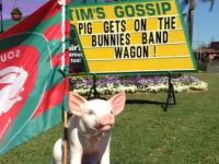 pig-on-bunnies-band-wagon.jpg