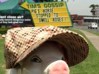 pig-horse-stopped-to-smell-roses.jpg
