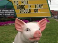 pig-poll.jpg