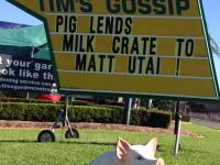 Pig lends milk crate to Matt Utai